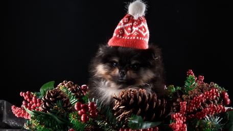 Festive Pomeranian Puppy in Christmas Cheer wallpaper