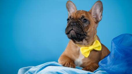 Adorable French Bulldog Puppy in Bowtie wallpaper