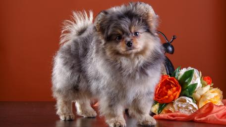 Adorable Puppy Posing with Flowers in 4K Wallpaper wallpaper