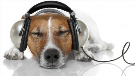 Relaxed Jack Russell Terrier Enjoying Music wallpaper