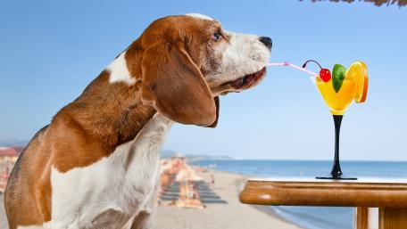 Charming Basset Hound Enjoying a Refreshing Drink wallpaper