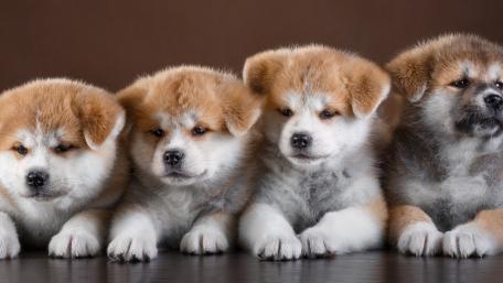 Adorable Akita Puppies in a Row wallpaper