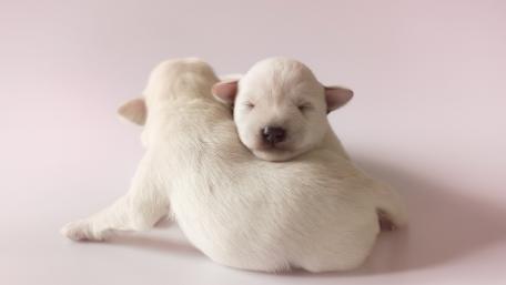 Adorable Sleeping Puppies Snuggled Together wallpaper