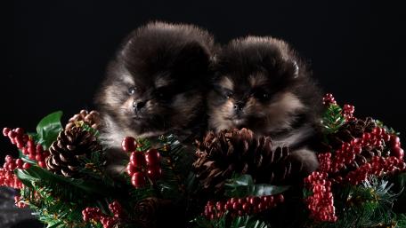 Adorable Pomeranian Puppies in Festive Arrangement wallpaper