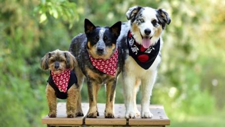 Adorable Dogs in Matching Bandanas Display Friendship Together wallpaper