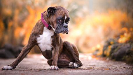 Playful Boxer Dog in Autumn Setting wallpaper