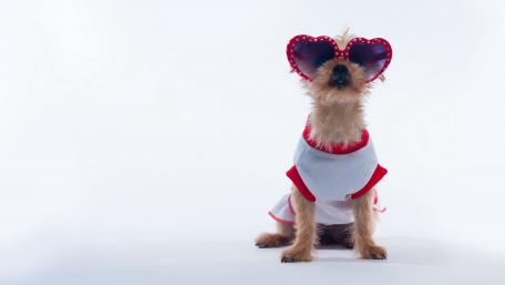 Stylish Terrier in Fun Sunglasses wallpaper