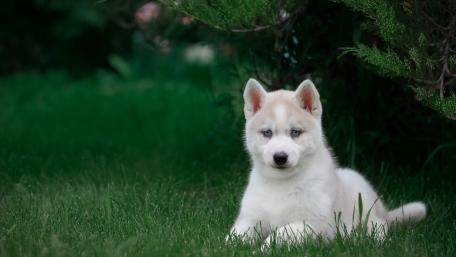 Charming Siberian Husky Puppy in Nature wallpaper