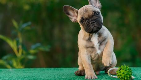 Adorable French Bulldog Puppy Wallpaper wallpaper