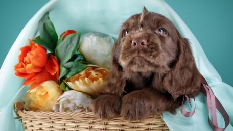 Adorable Cocker Spaniel Puppy Surrounded by Flowers wallpaper