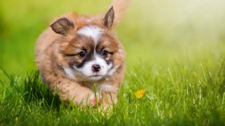 Adorable Pomeranian Puppy Playing in the Grass wallpaper