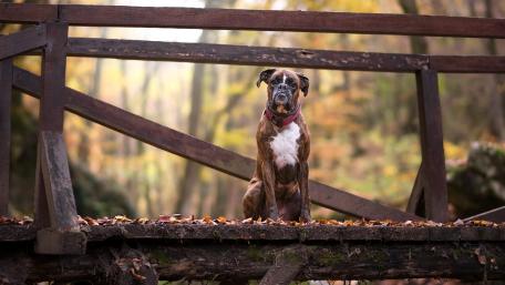 Boxer Dog on a Rustic Bridge in Autumn Forest wallpaper