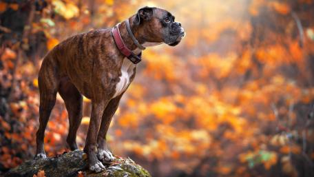Majestic Boxer in Autumn Splendor wallpaper