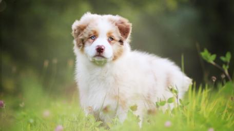 Cute Australian Shepherd Puppy in Lush Green Grass wallpaper