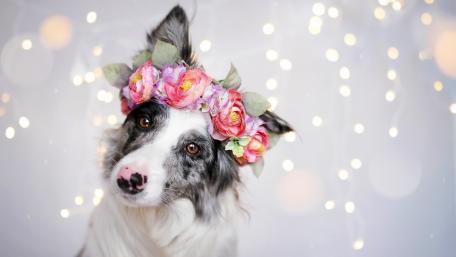Charming Dog with Floral Crown in Soft Lights wallpaper