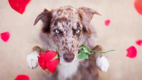 Charming Dog with Rose Gifting Love wallpaper