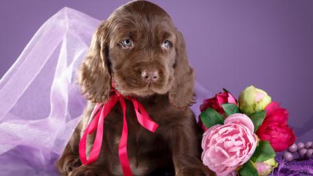 Adorable Puppy with Flowers and Ribbons wallpaper