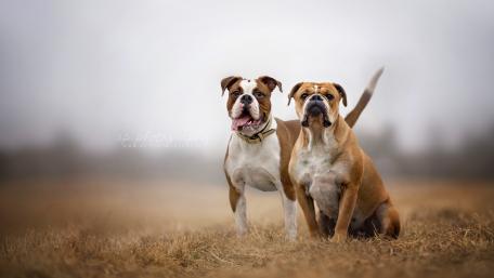 Playful Bulldogs in a Serene Landscape wallpaper