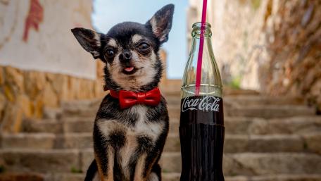 Charming Chihuahua with a Classic Soda Bottle wallpaper