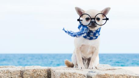 Stylish Chihuahua on the Beach wallpaper