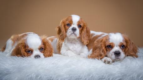 Charming Trio of Cavalier King Charles Spaniels wallpaper