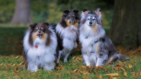 Beautiful Shelties in Nature's Embrace wallpaper