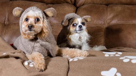 Cozy Canine Companions Dress Up for Cuddles wallpaper