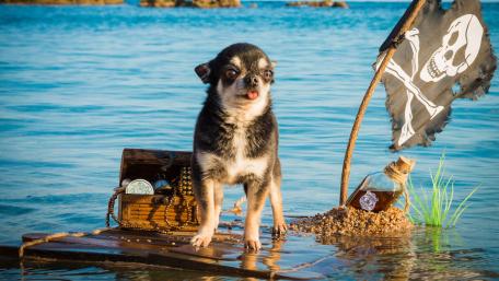 Pirate Chihuahua wallpaper