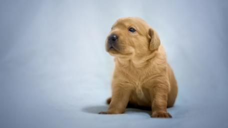 Adorable Golden Retriever Puppy Wallpaper wallpaper