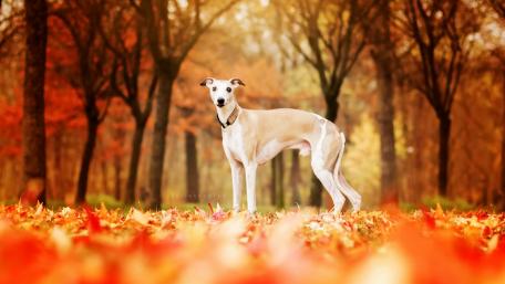 Autumn Canine Majesty wallpaper