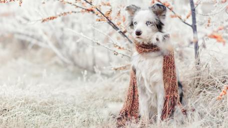 Charming Winter Scene with a Border Collie Wearing a Scarf wallpaper