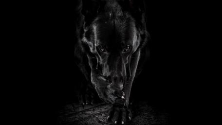 Mystery of the Black Dog wallpaper