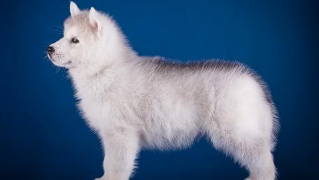 Fluffy Husky Puppy on Display wallpaper
