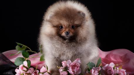 Fluffy Pomeranian Puppy Surrounded by Roses wallpaper