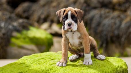 Playful Boxer Puppy on a Vibrant Green Surface wallpaper