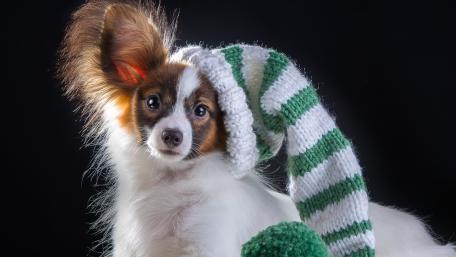 Adorable Papillon in a Festive Hat wallpaper