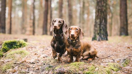 Dachshunds in a Serene Forest Setting wallpaper