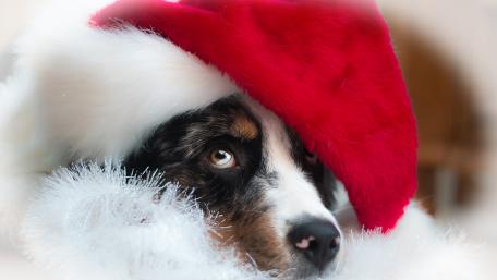 Festive Pup Enjoying the Holiday Spirit wallpaper