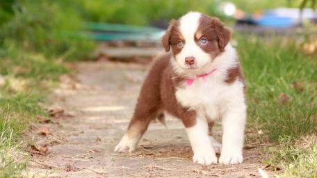 Adorable Australian Shepherd Puppy in Nature wallpaper