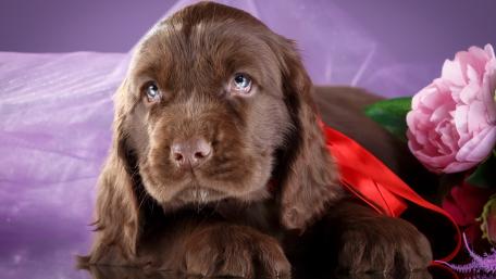 Charming Brown Spaniel Puppy with Flowers and Ribbon wallpaper