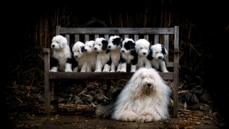 Old English Sheepdog wallpaper