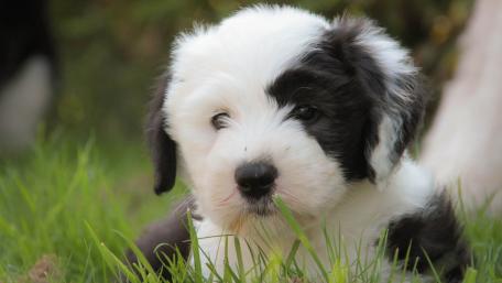 Cute Playful Puppy in Lush Green Grass wallpaper