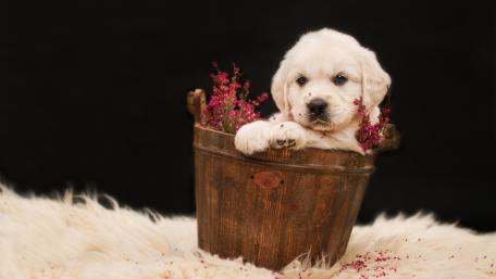 Adorable Puppy in a Rustic Bucket Wallpaper wallpaper
