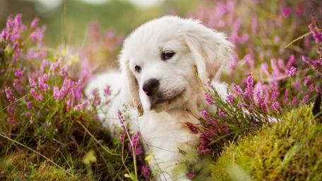 Golden Retriever Puppy in a Floral Paradise wallpaper