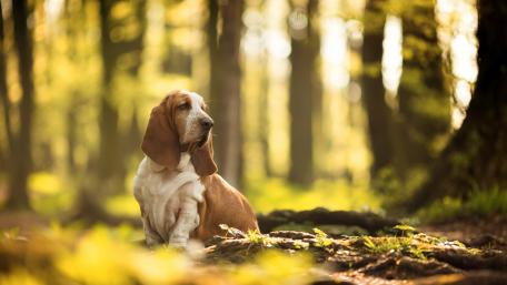 Basset Hound in Sunlit Forest Scene wallpaper