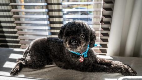 Charming Black Dog Relaxing in Sunlight wallpaper