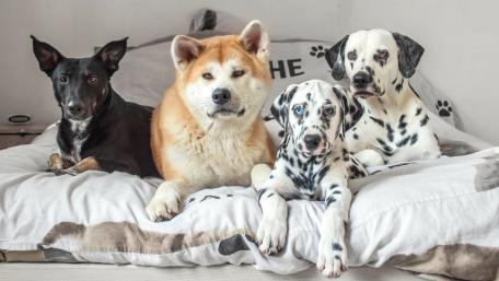 Adorable Canine Friends Relaxing Together in Comfort wallpaper