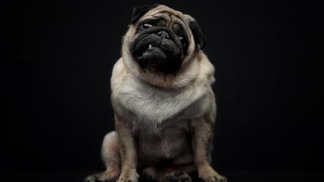 Charming Pug in a Dark Setting wallpaper