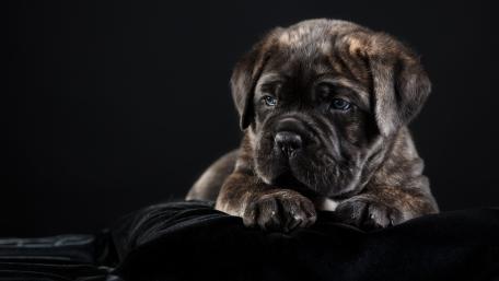 Cane Corso Puppy in Stunning Detail wallpaper