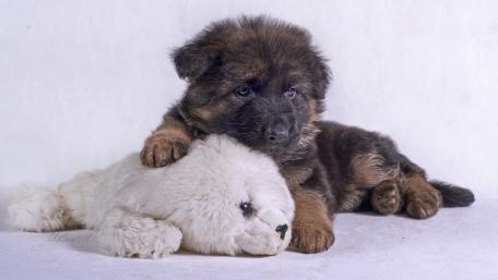 Adorable German Shepherd Puppy with Stuffed Animal wallpaper